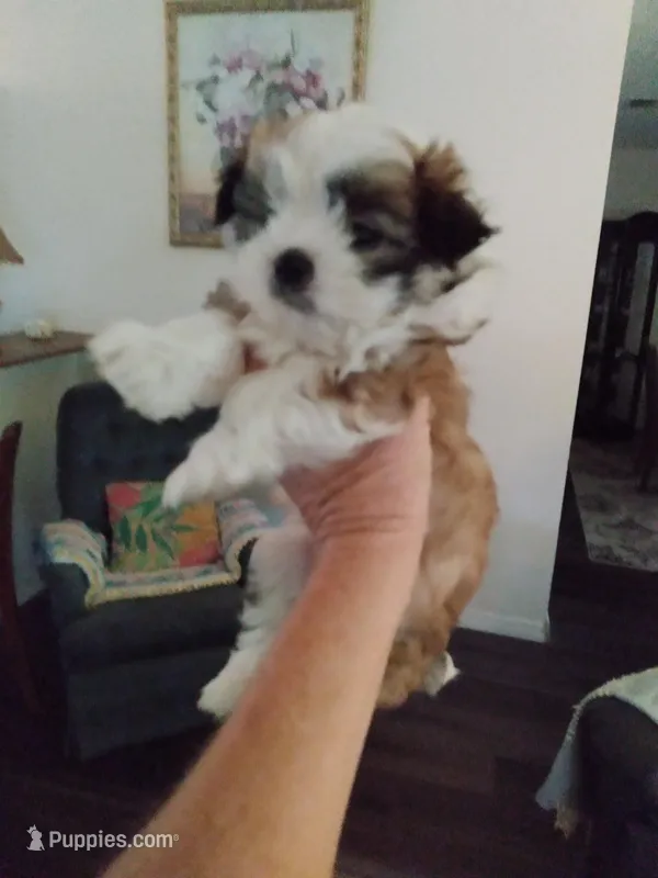 Good Boy – Pomeranian, Shih Tzu puppy for sale in Lake City, FL