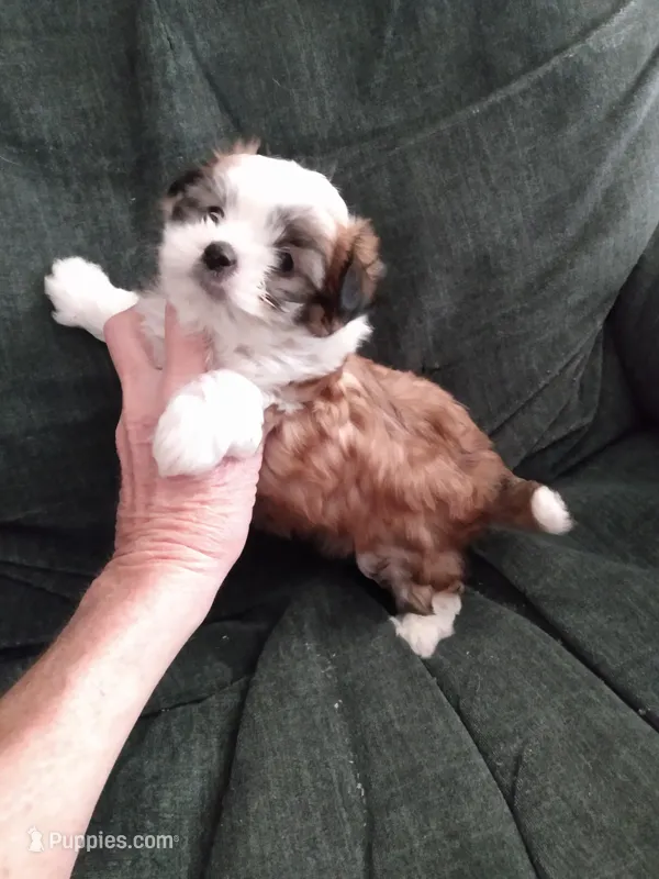 Good Boy – Pomeranian, Shih Tzu puppy for sale in Lake City, FL