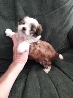 Good Boy, a male Pomeranian and Shih Tzu for sale in Lake City, FL – Photo 1 of 2