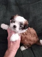 Good Boy, a male Pomeranian and Shih Tzu for sale in Lake City, FL – Photo 2 of 2