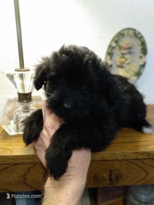 Sophie – Pomapoo puppy for sale in Lake City, FL