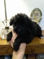 Sophie, a female Pomapoo for sale in Lake City, FL – 1 of 2