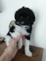 Marla, a female Pomapoo for sale in Lake City, FL – 2 of 2