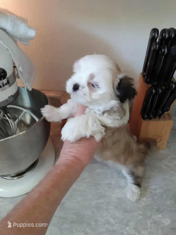 Jessi Girl – Pomeranian, Shih Tzu puppy for sale in Lake City, FL