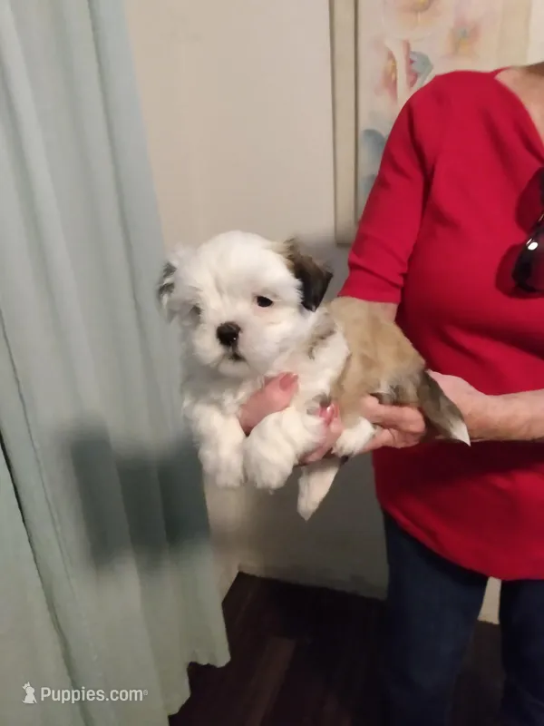 Jessi Girl – Pomeranian, Shih Tzu puppy for sale in Lake City, FL