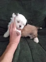 Jessi Girl, a female Pomeranian and Shih Tzu for sale in Lake City, FL – Photo 2 of 2