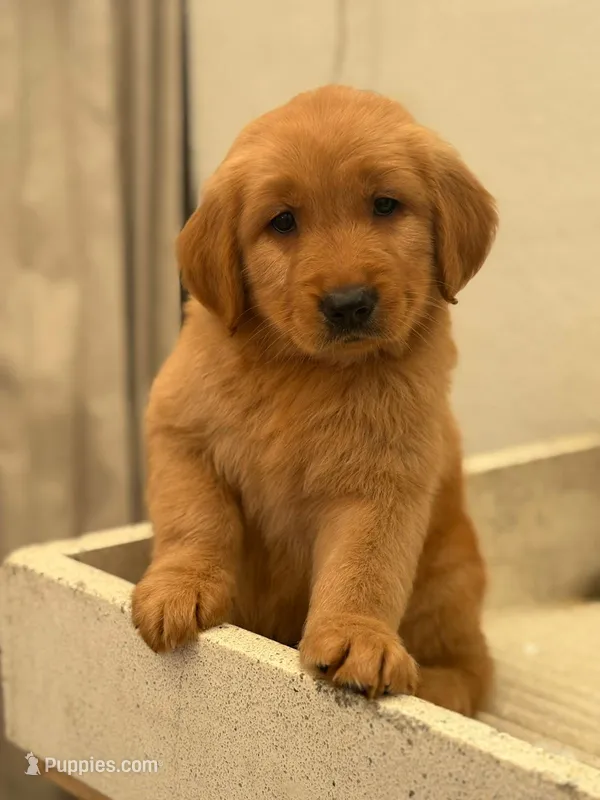 Dexter – Golden Retriever puppy for sale in Irvine, CA