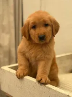 Dexter, a male Golden Retriever for sale in Irvine, CA – 1 of 3
