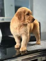 Dexter, a male Golden Retriever for sale in Irvine, CA – 2 of 3