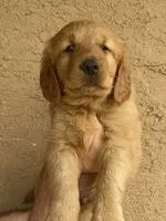 Rokko, a male Golden Retriever for sale in Irvine, CA – 1 of 4