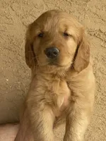 Rokko, a male Golden Retriever for sale in Irvine, CA – 3 of 4