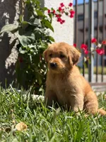 Dexter, a male Golden Retriever for sale in Irvine, CA – 3 of 3