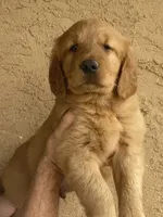 Rokko, a male Golden Retriever for sale in Irvine, CA – 2 of 4