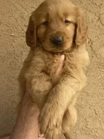 Rokko, a male Golden Retriever for sale in Irvine, CA – 4 of 4