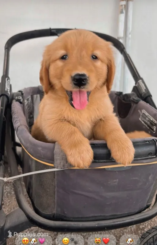 Bella – Golden Retriever puppy for sale in Irvine, CA