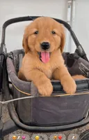 Bella, a female Golden Retriever for sale in Irvine, CA – 1 of 1