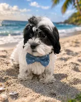 Noah, a male Shihpoo for sale in Dorchester, MA – Photo 2 of 3