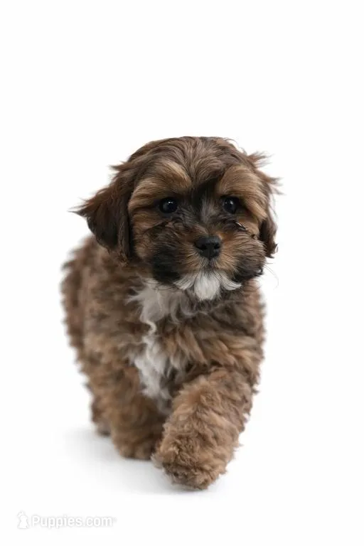 Lenox , a male Shihpoo for sale in Dorchester, MA – Photo 3 of 4
