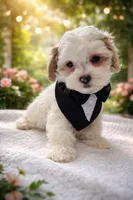 Colby , a male Maltipoo for sale in Dorchester, MA – Photo 3 of 4