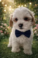 Colby , a male Maltipoo for sale in Dorchester, MA – Photo 4 of 4