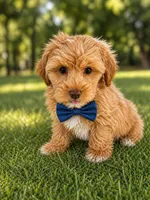 Lion, a male Shihpoo for sale in Dorchester, MA – Photo 3 of 4