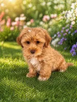 Lion, a male Shihpoo for sale in Dorchester, MA – Photo 2 of 4