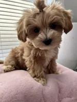 Lonnie , a female Shihpoo for sale in Dorchester, MA – Photo 5 of 7