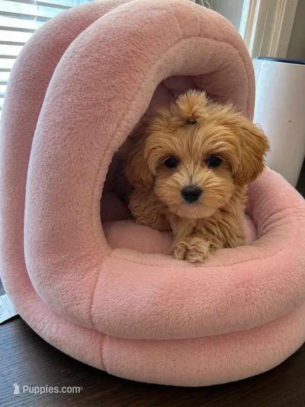 Lonnie  – Shihpoo puppy for sale in Dorchester, MA