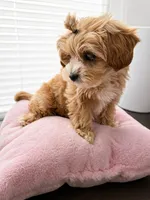 Lonnie , a female Shihpoo for sale in Dorchester, MA – Photo 3 of 7