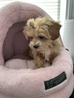 Lonnie , a female Shihpoo for sale in Dorchester, MA – Photo 4 of 7