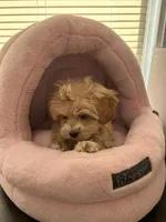 Lonnie , a female Shihpoo for sale in Dorchester, MA – Photo 6 of 7