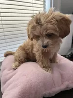 Lonnie , a female Shihpoo for sale in Dorchester, MA – Photo 7 of 7