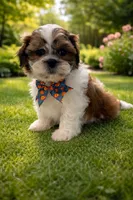 Theo , a male Shih Tzu for sale in Dorchester, MA – Photo 4 of 6