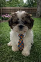 Theo , a male Shih Tzu for sale in Dorchester, MA – Photo 5 of 6