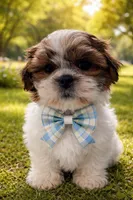 Theo , a male Shih Tzu for sale in Dorchester, MA – Photo 6 of 6