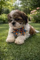 Theo , a male Shih Tzu for sale in Dorchester, MA – Photo 3 of 6