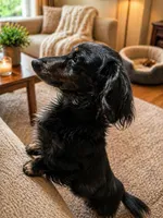 Zues , a male Dachshund for sale in Dorchester, MA – Photo 2 of 2