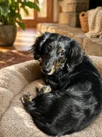 Zues , a male Dachshund for sale in Dorchester, MA – Photo 1 of 2