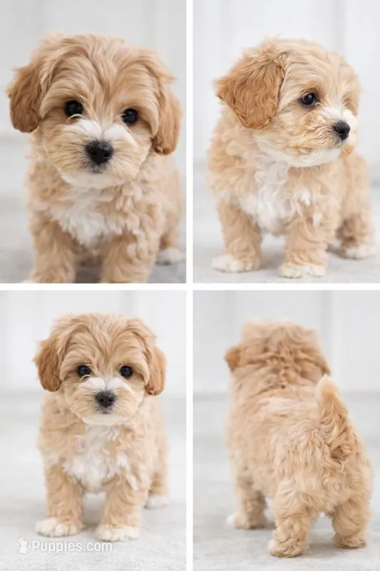 Lonnie  – Shihpoo puppy for sale in Dorchester, MA