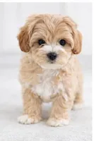 Lonnie , a female Shihpoo for sale in Dorchester, MA – Photo 3 of 3