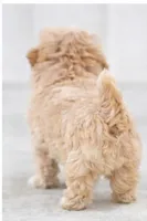 Lonnie , a female Shihpoo for sale in Dorchester, MA – Photo 2 of 3