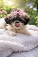 Pixie, a female Shih Tzu for sale in Dorchester, MA – Photo 2 of 2