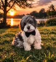 Oliver, a male Shihpoo for sale in Dorchester, MA – Photo 3 of 4