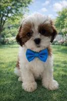 Mateo, a male Shih Tzu for sale in Dorchester, MA – Photo 3 of 3