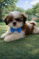 Mateo, a male Shih Tzu for sale in Dorchester, MA – Photo 2 of 3