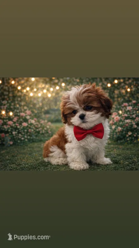 Niko – Shih Tzu puppy for sale in Dorchester, MA