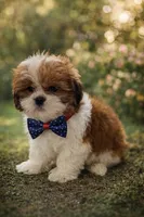 Niko, a male Shih Tzu for sale in Dorchester, MA – Photo 4 of 4