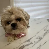 Lucy, a female Shih Tzu for sale in Dorchester, MA – Photo 2 of 4