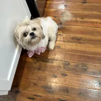 Lucy, a female Shih Tzu for sale in Dorchester, MA – Photo 3 of 4