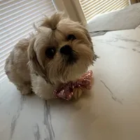 Lucy, a female Shih Tzu for sale in Dorchester, MA – Photo 1 of 4